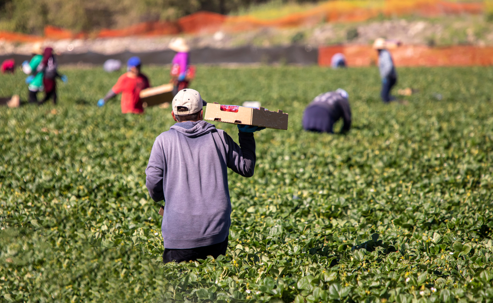 Foreign-Born Employees, Undocumented Workers And Day Laborers