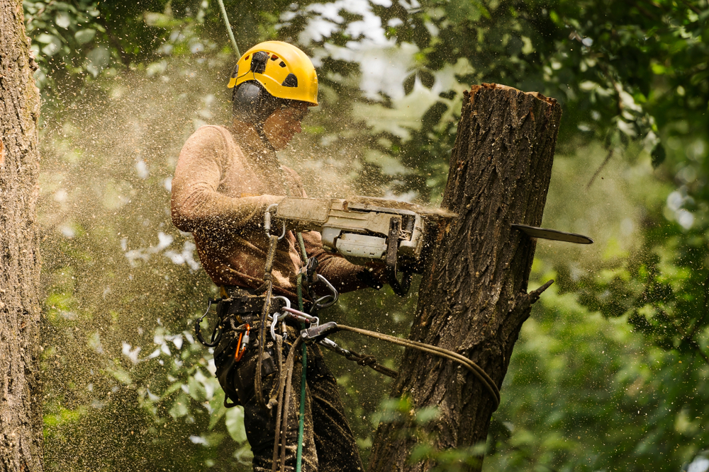 Arborists, Tree Fellers And Trimmers